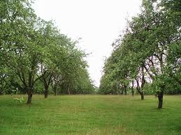 Image result for Tree plantation