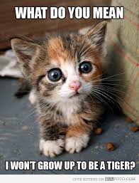 Kitten got the bad news - Cute kitten making disappointed face ... via Relatably.com