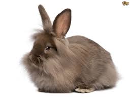 Image result for RABBIT