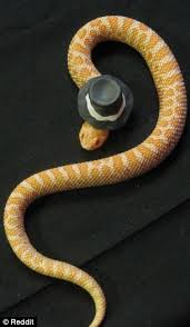 Image result for time bomb with a top hat