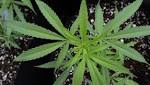  Marijuana should be an accepted drug to combat opioid addiction in Illinois
