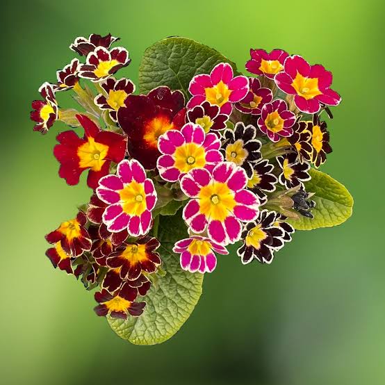 Primula elaitor-hybrid Victorian Laced Primroses - D'arcy and Everest