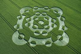 Lurkeley Hill East Kennett, Wiltshire | 22nd June 2005 | Barley OH - reminiscent of parts of the Cley Hill 2017 design - Temporary Temples