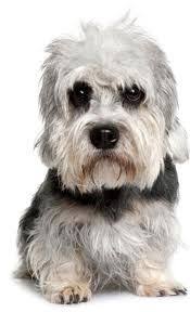 Afbeeldingsresultaat voor Dandie Dinmont Terriër puppy