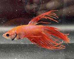 Image of betta with constipation