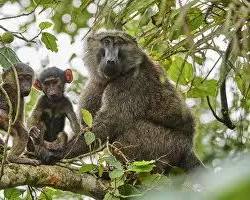 Image of Olive baboons, Kibale National Park