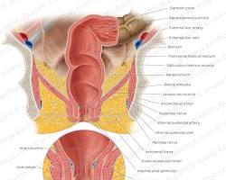 Image of Rectum anatomy diagram