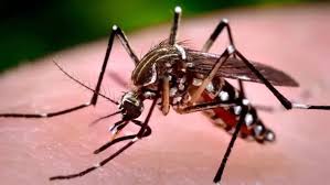 Vacina contra chikungunya começa a ser aplicada em Minas nesta segunda-feira (23)