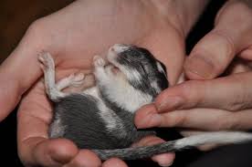 Phú Nhuận: chuyên bán gerbil (chuột nhảy) giá cực rẻ - 20