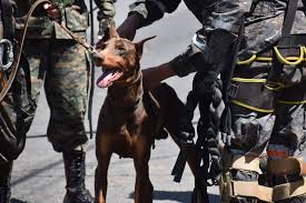 Sucesos GT - #HundimientoVillaNueva: "BLACKY" SE UNE A LA BÚSQUEDA DE LA MUJER Y SU HIJA QUE CAYERON EN UN SOCAVAMIENTO! Unidad canina de la Primera Brigada de Policía Militar "Guardia de