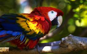 Image result for macaw parrot hd