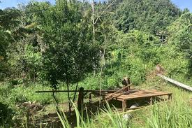 Mongabay.co.id - News update