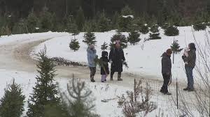 Picking out the perfect tree at Hill's Christmas Tree Farm in Springville