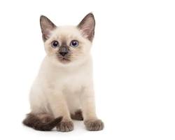 シャム猫の画像