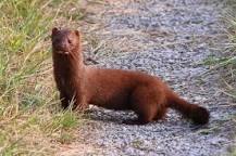 Image result for Mink