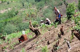 Image result for nagaland images