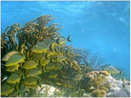 Image result for CONDITION FOR OCCURRENCE CORAL POLYPS