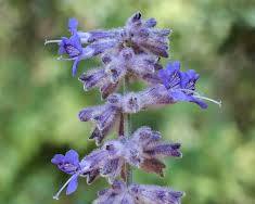 Image of Russian sage flower