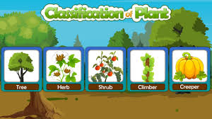 Resultado de imagen para how do plants help classify plants