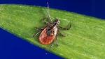  Ticks emerging unfazed following extremely snowy winter