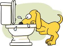 Γιατί οι σκύλοι προτιμούν το νερό από τη τουαλέτα παρά από το μπολ;