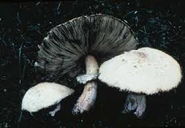 Image result for poisonous mushrooms