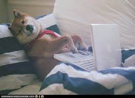 Image result for dogs with laptops gif