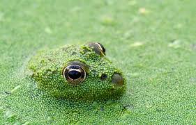 Image result for frog shit
