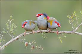 Hasil gambar untuk The red browed finch