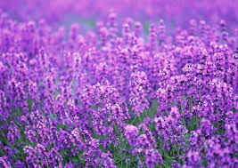 Image result for LAVENDER