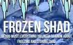 Frozen shad bait for sale