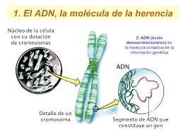 El ADN, la molécula de la herencia (Oswald Avery, Colin MacLeond y Maclyn McCarty)