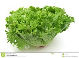 Resulta ng larawan para sa picture of lettuce