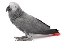 Image result for african grey parrot for sale