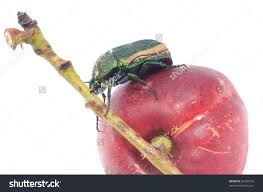 Résultat de recherche d'images pour "metallic green fig beetle"