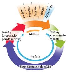 Resultado de imagen para CICLO MOLECULAR