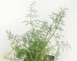 Image of Dill plant