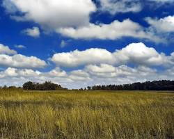 Cumulus clouds