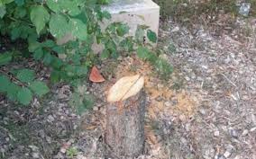 Horreur à Épinay: Arbre en mémoire d'Ilan Halimi Abattu! 😡 - Imagen principal del artículo