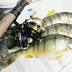 Lake Erie's popular yellow perch tough catch this summer