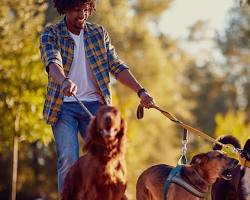 Imagen de Dog walker taking a dog for a walk