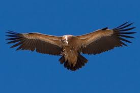 Image result for griffon vulture