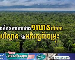 Coastal forest meeting the sea in Sihanoukville, Cambodia.