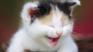 Image result for imagens de gatos fofos