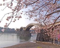 錦帯橋の桜の画像