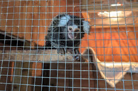 Monkey discovered on London bus sparks renewed abandonment fears