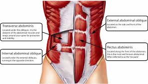 Resultado de imagen para zona media abdominales