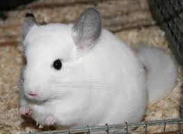 Image result for Chinchillas