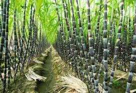 Image result for what does sugar cane look like