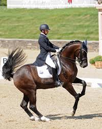 Image result for dressage